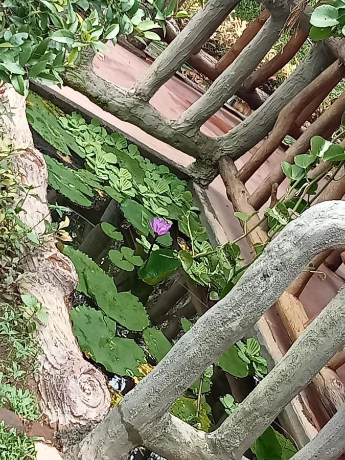 Sigiriya Nature View Home Stay エクステリア 写真