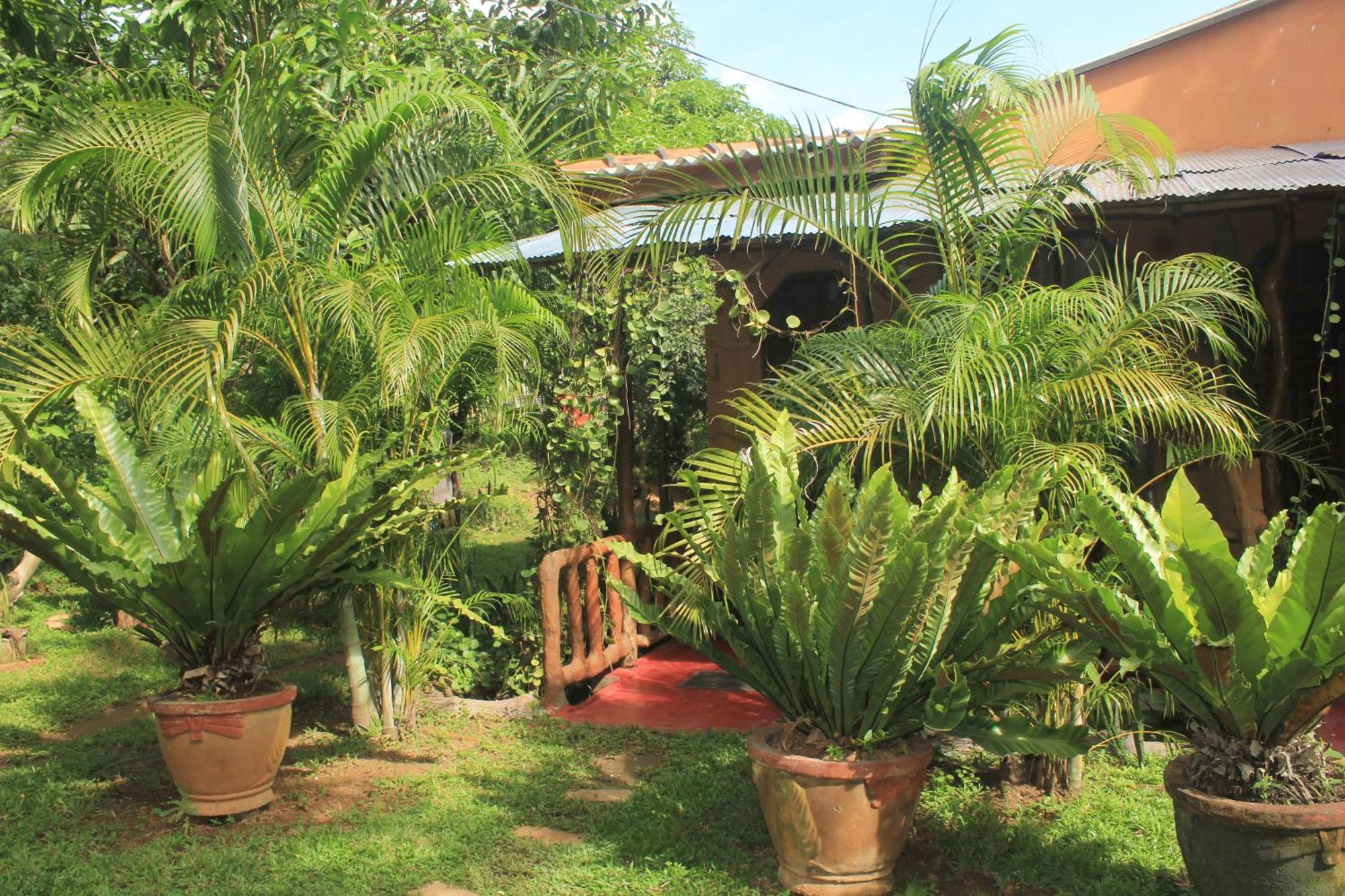 Sigiriya Nature View Home Stay エクステリア 写真