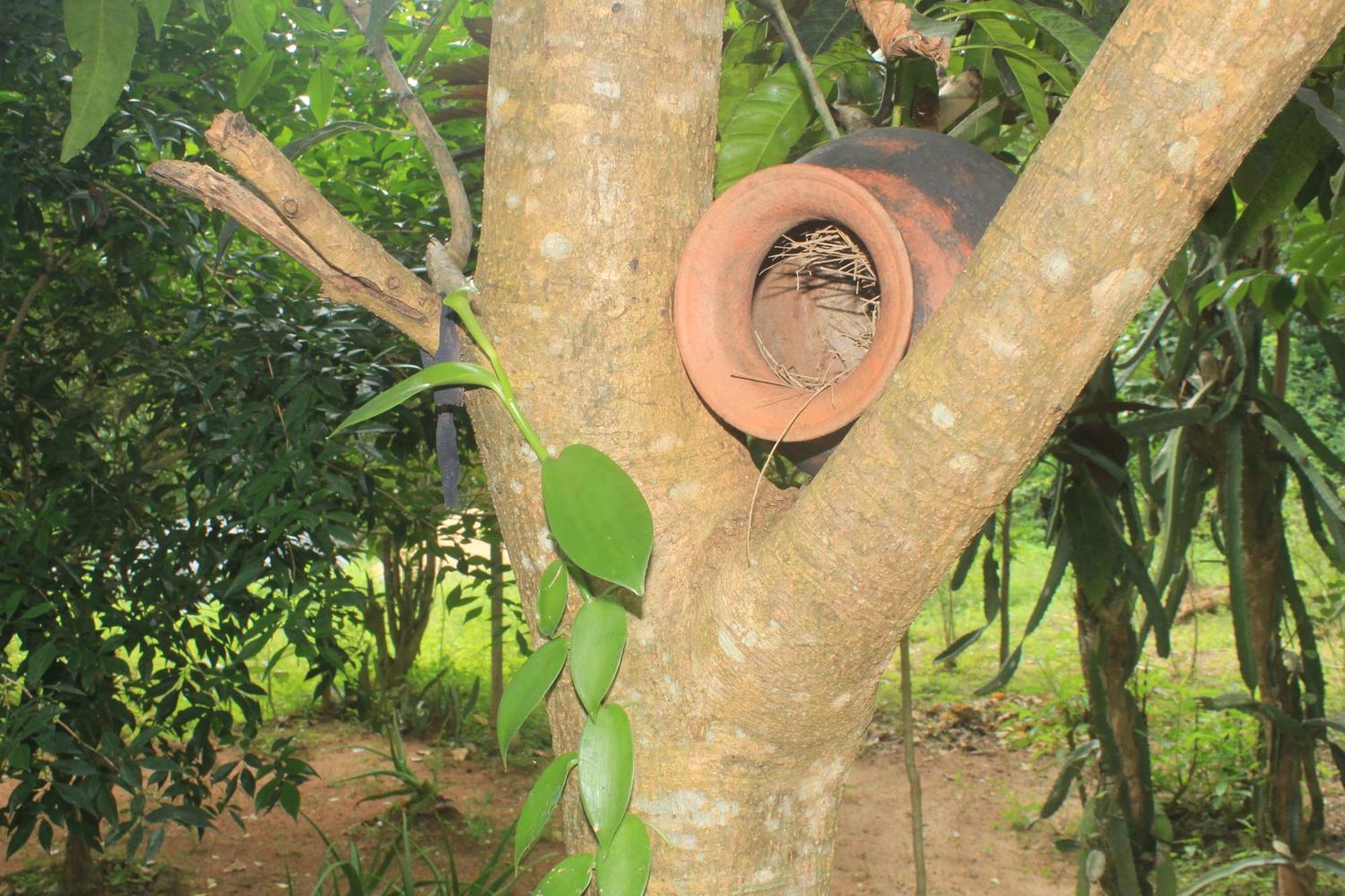 Sigiriya Nature View Home Stay エクステリア 写真